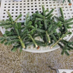 Nordmann Fir Foliage