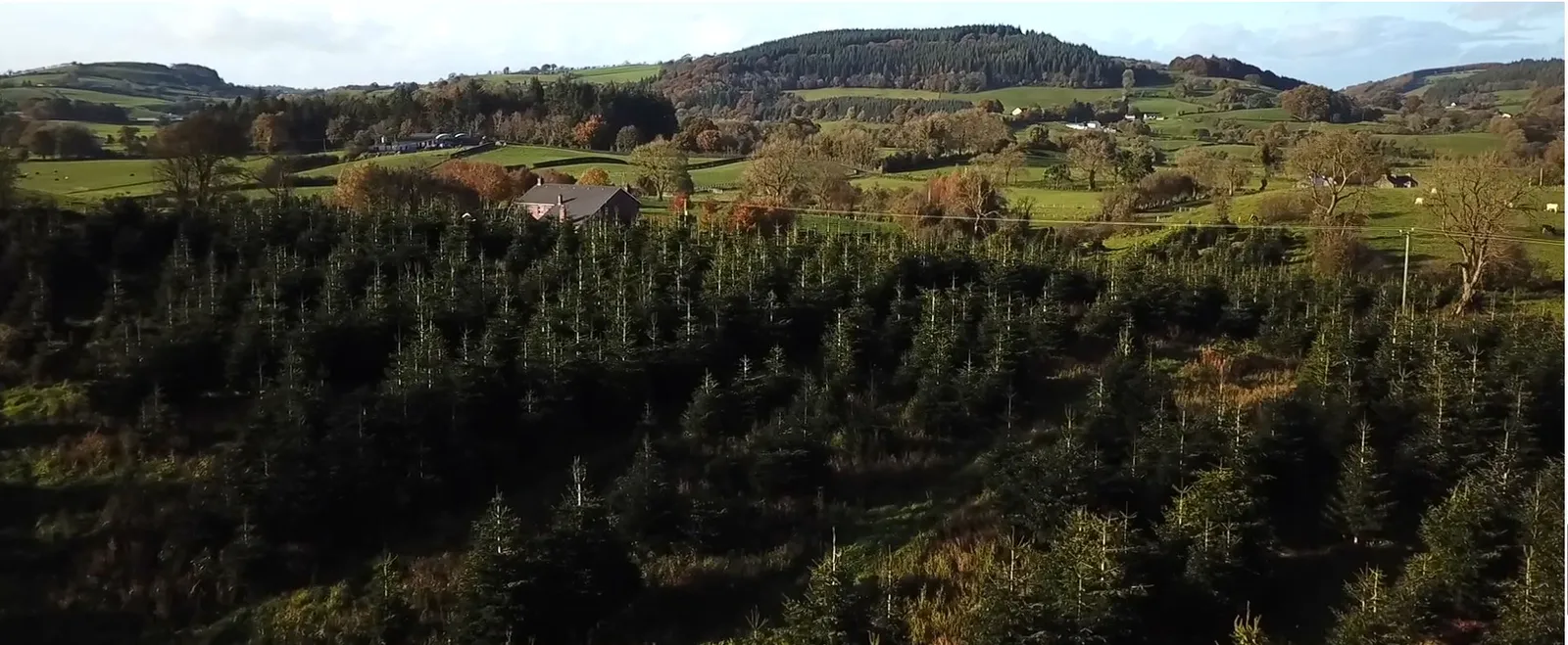 Aerial view of the Finnegan family Christmas tree farm in County Tyrone
