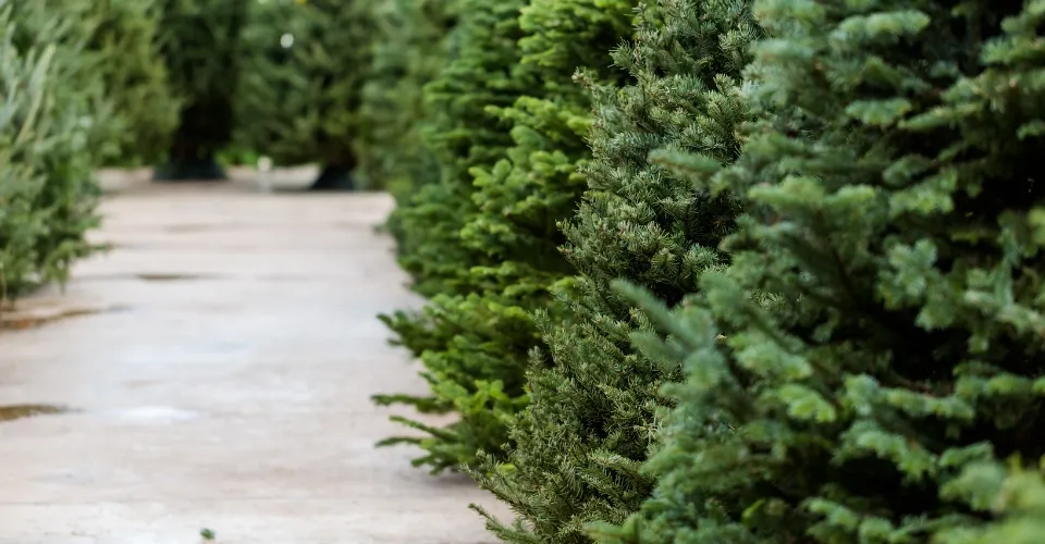 Rows of fresh Christmas trees on the Finnegan farm