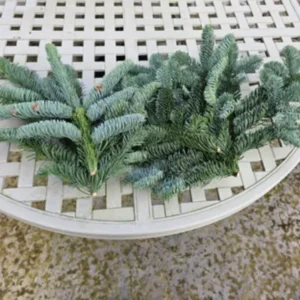 Noble Fir foliage stems, florist grade, sold in a 10 kg box