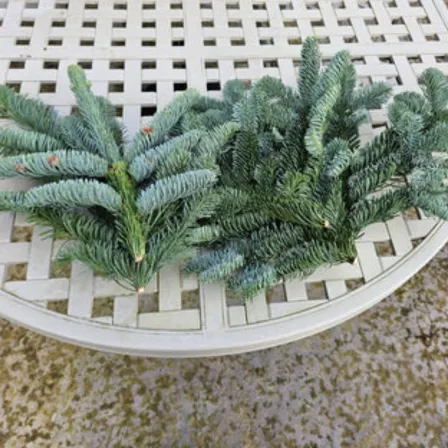 Noble Fir foliage stems, florist grade, sold in a 10 kg box