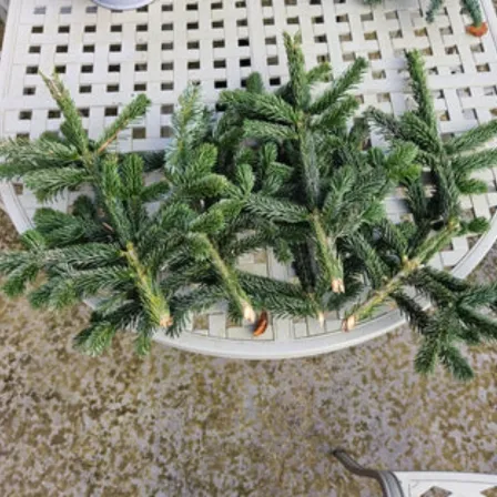 Nordmann Fir foliage stems, florist grade, sold in a 10 kg box